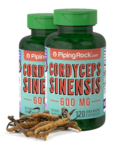 Cordyceps